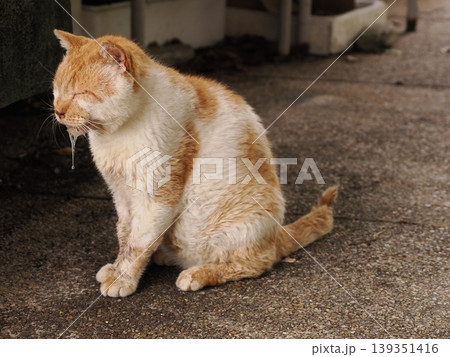 ベンチで寛ぐ猫 ベンチで寛ぐ猫 139351416