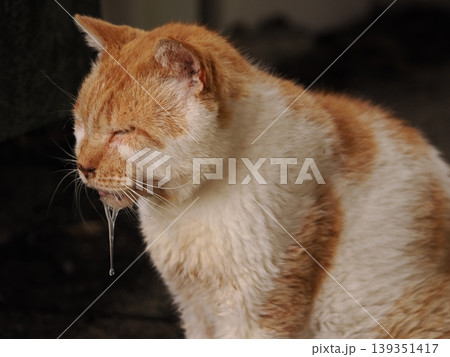 ベンチで寛ぐ猫 ベンチで寛ぐ猫 139351417