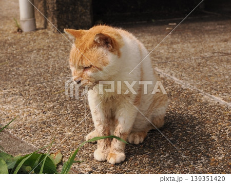 ベンチで寛ぐ猫 ベンチで寛ぐ猫 139351420