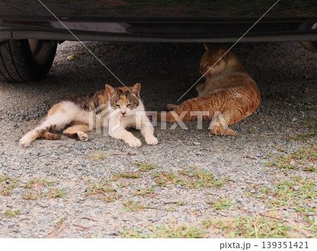 ベンチで寛ぐ猫 139351421