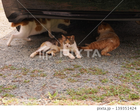 ベンチで寛ぐ猫 ベンチで寛ぐ猫 139351424