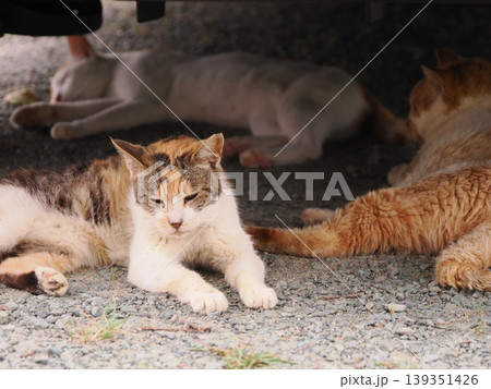 ベンチで寛ぐ猫 ベンチで寛ぐ猫 139351426