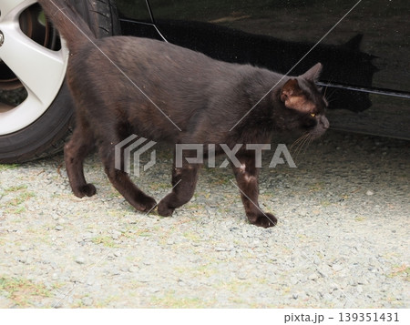 ベンチで寛ぐ猫 ベンチで寛ぐ猫 139351431