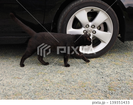 ベンチで寛ぐ猫 ベンチで寛ぐ猫 139351433
