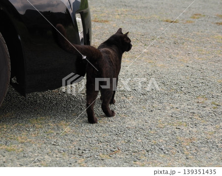 ベンチで寛ぐ猫 ベンチで寛ぐ猫 139351435