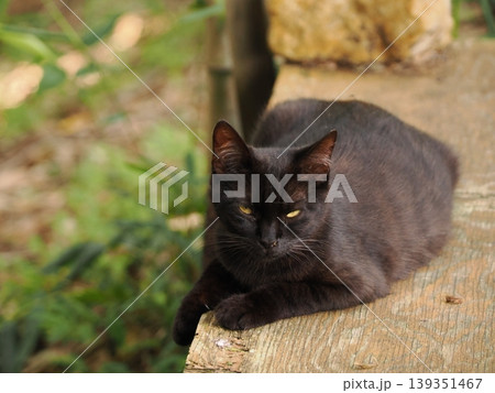 可愛い子猫兄妹 可愛い子猫兄妹 139351467
