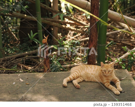 可愛い子猫兄妹 可愛い子猫兄妹 139351468
