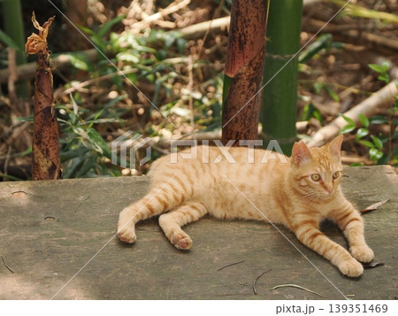 可愛い子猫兄妹 可愛い子猫兄妹 139351469