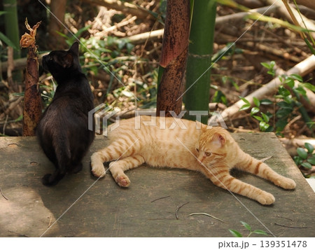 可愛い子猫兄妹 可愛い子猫兄妹 139351478
