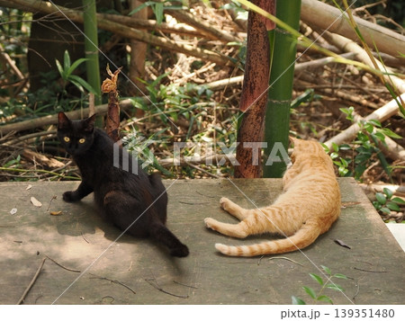 可愛い子猫兄妹 可愛い子猫兄妹 139351480