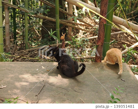 可愛い子猫兄妹 139351481