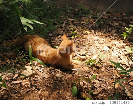 可愛い子猫兄妹 139351486