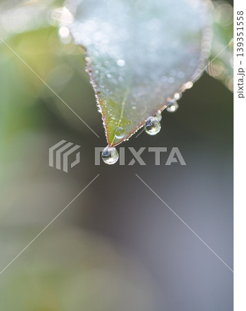 朝露に濡れる植物の葉と幻想的な玉ボケの背景2 139351558