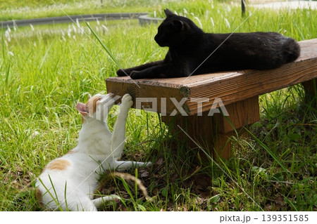 コロニーで暮らす可愛い猫たち 139351585