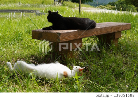 コロニーで暮らす可愛い猫たち コロニーで暮らす可愛い猫たち 139351598