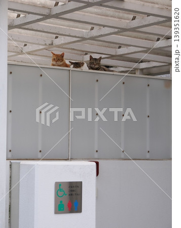 コロニーで暮らす可愛い猫たち 139351620