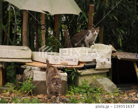 コロニーで暮らす可愛い猫たち コロニーで暮らす可愛い猫たち 139351637