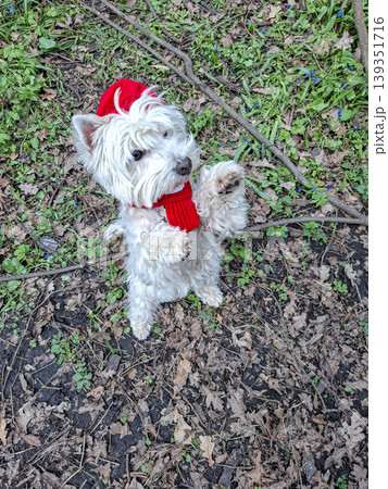 A West Highland White Terrier stands on its hind legs wearing a red knitted hat and scarf. The dog is showing the beg trick on the forest floor, surrounded by fallen autumn leaves. A West Highland White Terrier stands on its hind legs wearing a red knitted hat and scarf. The dog is showing the beg trick on the forest floor, surrounded by fallen autumn leaves. 139351716
