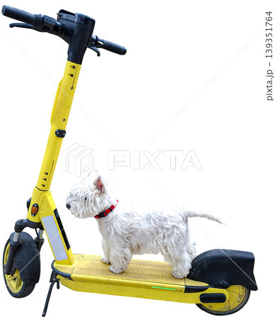 A small white West Highland White Terrier stands on a yellow electric rental scooter. The dog looks alert and curious in a studio with a white background. 139351764