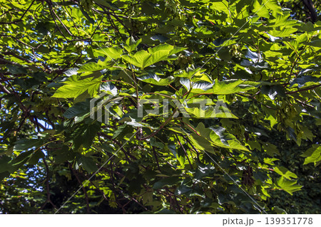 Background of green spring leaves of Acer campestre in sunlight. Background of green spring leaves of Acer campestre in sunlight. 139351778