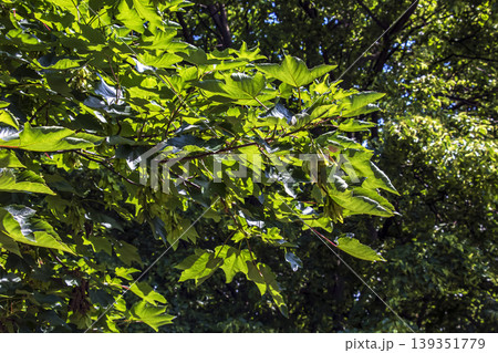 Background of green spring leaves and fruits of Acer campestre in sunlight. Background of green spring leaves and fruits of Acer campestre in sunlight. 139351779