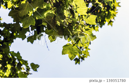 Green spring leaves and fruits of Acer campestre against a blue sky. 139351780