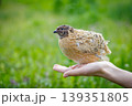 Quail bird perched on a human hand with a blurred green background. Poultry. Poultry farming 139351805