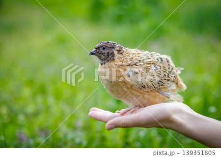 Quail bird perched on a human hand with a blurred green background. Poultry. Poultry farming Quail bird perched on a human hand with a blurred green background. Poultry. Poultry farming 139351805