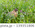 Small, speckled quail bird is hidden amongst vibrant green foliage and delicate purple flowers, blending perfectly with its natural habitat 139351806