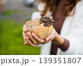 Person holds a small domestic quail in his hands outdoors. Poultry farming. Household 139351807