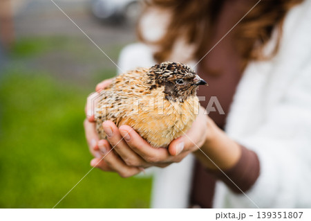 Person holds a small domestic quail in his hands outdoors. Poultry farming. Household 139351807