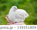 White quail rests calmly in a human hand against a lush green background. Moment of trust between human and bird in nature 139351809