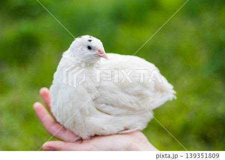 White quail rests calmly in a human hand against a lush green background. Moment of trust between human and bird in nature 139351809