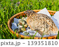 Quail bird with speckled eggs in a basket on green grass. Quail eggs. Eco friendly produce. 139351810