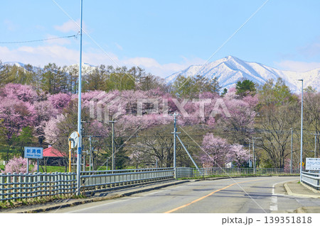 清水公園の桜 清水公園の桜 139351818