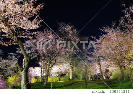 夜桜 139351831
