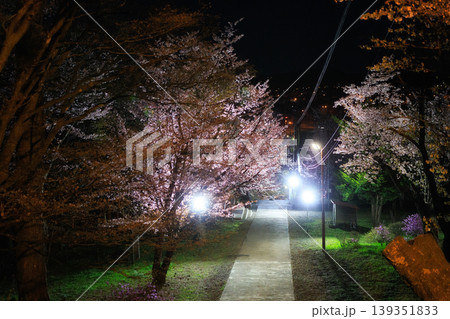 夜桜 139351833