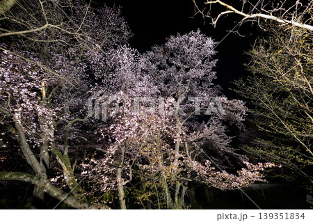 夜桜 139351834