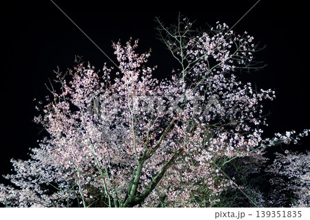 夜桜 夜桜 139351835