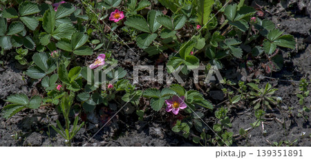 Strawberry fragaria pink panda. Pink flowers in spring are a characteristic feature of the plant 139351891