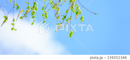 風を感じる初夏の爽やかな青空と新緑の白樺の葉と花のある風景 139352166