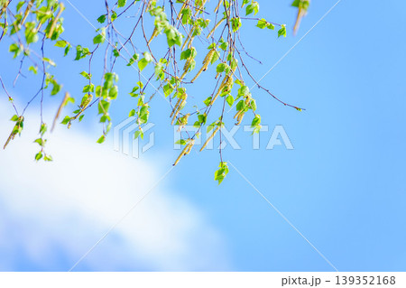 風を感じる初夏の爽やかな青空と新緑の白樺の葉と花のある風景 風を感じる初夏の爽やかな青空と新緑の白樺の葉と花のある風景 139352168