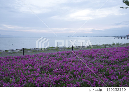 早朝の琵琶湖畔に咲き乱れるしばざくら11 早朝の琵琶湖畔に咲き乱れるしばざくら11 139352350