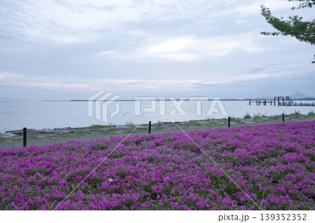 早朝の琵琶湖畔に咲き乱れるしばざくら13 早朝の琵琶湖畔に咲き乱れるしばざくら13 139352352