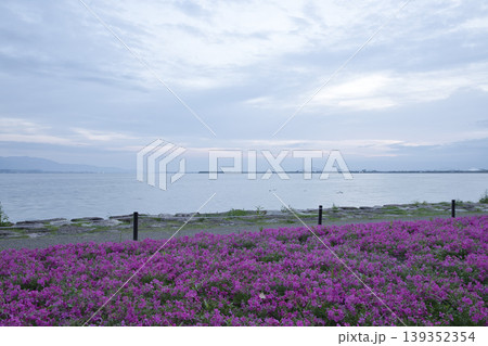早朝の琵琶湖畔に咲き乱れるしばざくら15 早朝の琵琶湖畔に咲き乱れるしばざくら15 139352354