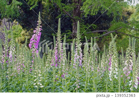 ジギタリスの花・2026年4月 139352363
