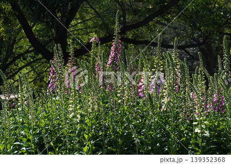 ジギタリスの花・2026年4月 ジギタリスの花・2026年4月 139352368