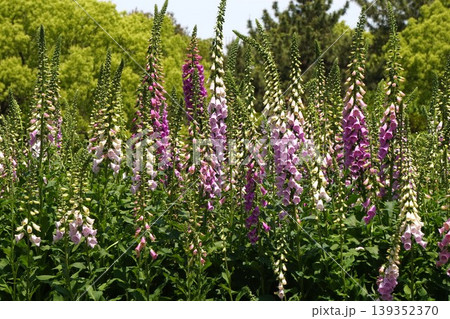 ジギタリスの花・2026年4月 ジギタリスの花・2026年4月 139352370
