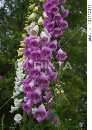 ジギタリスの花・2026年4月 ジギタリスの花・2026年4月 139352382