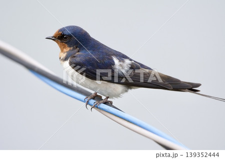 ツバメ swallow / Japan ツバメ swallow / Japan 139352444